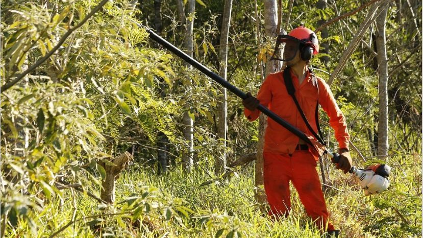 La preservación de bosques nativos también involucra a las compañías