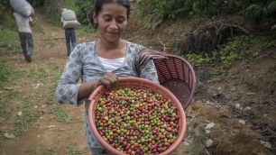 México, café, y calentamiento global