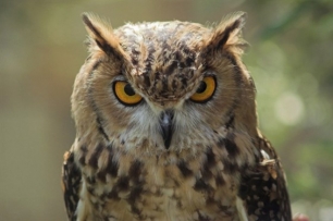 México: Más de 8 mil especies mueren por la deforestación