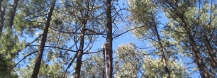 Investigación para la explotación y conservación de las especies forestales