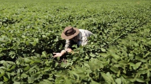 Innovación agrícola para frenar calentamiento global