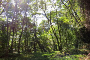 trees