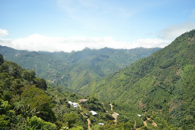 Las fincas de la montañosa zona de Llano Bonito de León Cortés usan plantas de plátano (banano) como sombra para el café, dentro de su adaptación al cambio climático, mientras que los expertos urgen a diversificar más las especies del grano en Costa Rica. Crédito: Diego Arguedas Ortiz/IPS
