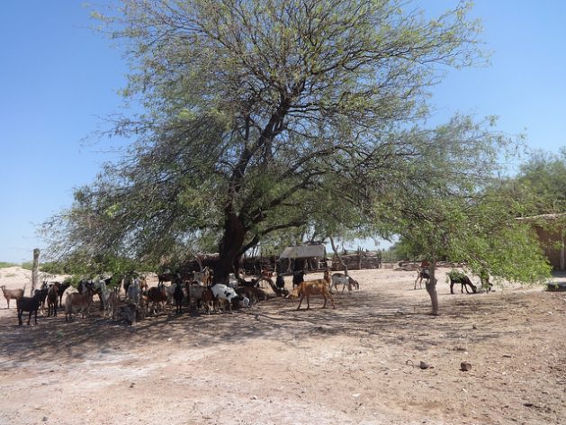 En América Latina y el Caribe la degradación de los suelos y el éxodo rural comprometen la seguridad alimentaria